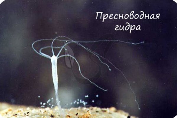 Ссылки даркнета